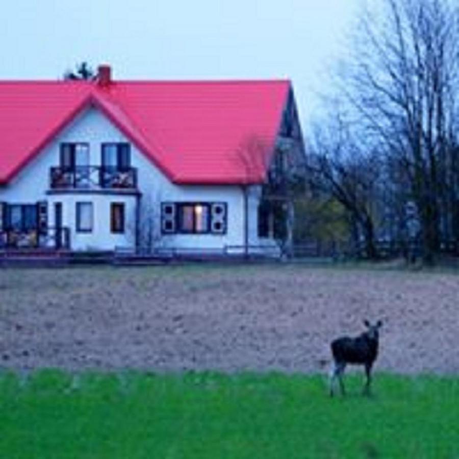 Losiowy Kat Goniadz Eksteriør billede